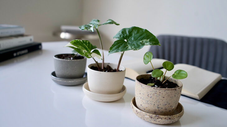 Home Interior Design Ideas with Houseplants | Hunar Online