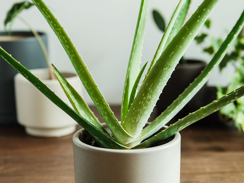 aloe vera plant