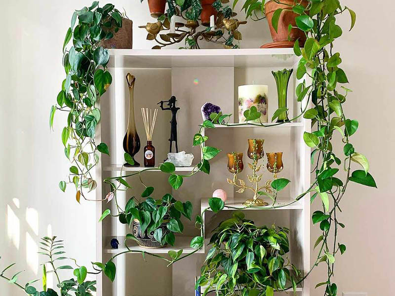 golden pothos