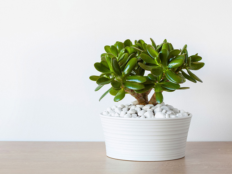 jade plant