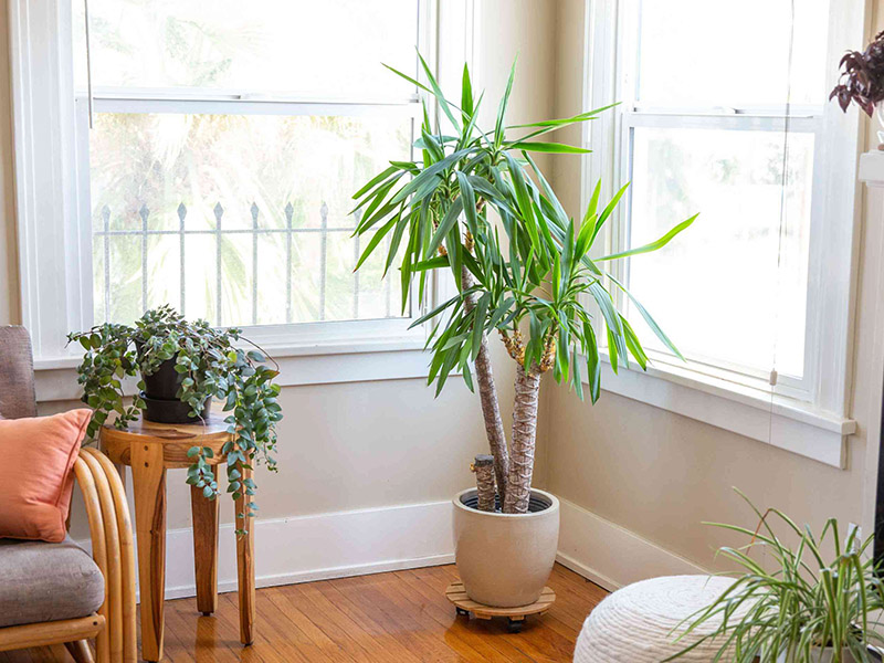 indoor palm tree