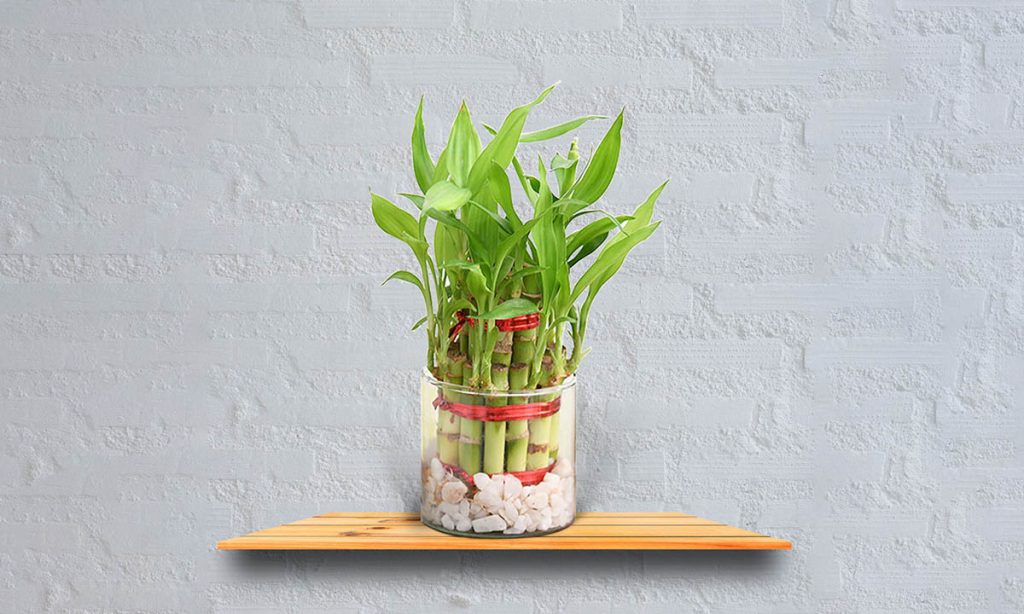 bamboo plant